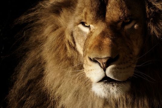 Ronald_le_Lion_IMG_5513