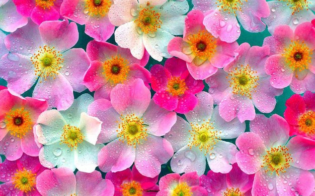 indian-flowers-images-and-wallpapers-27