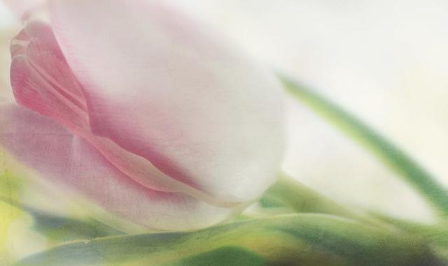 erotic-flower-heike-hultsch